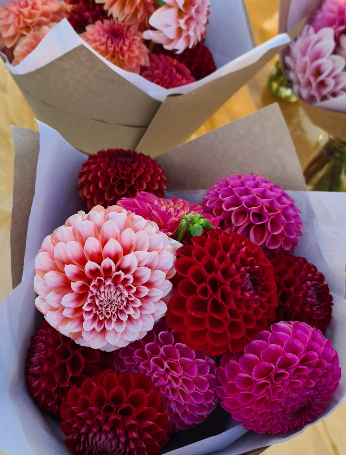 Dahlia: Peaches n Cream