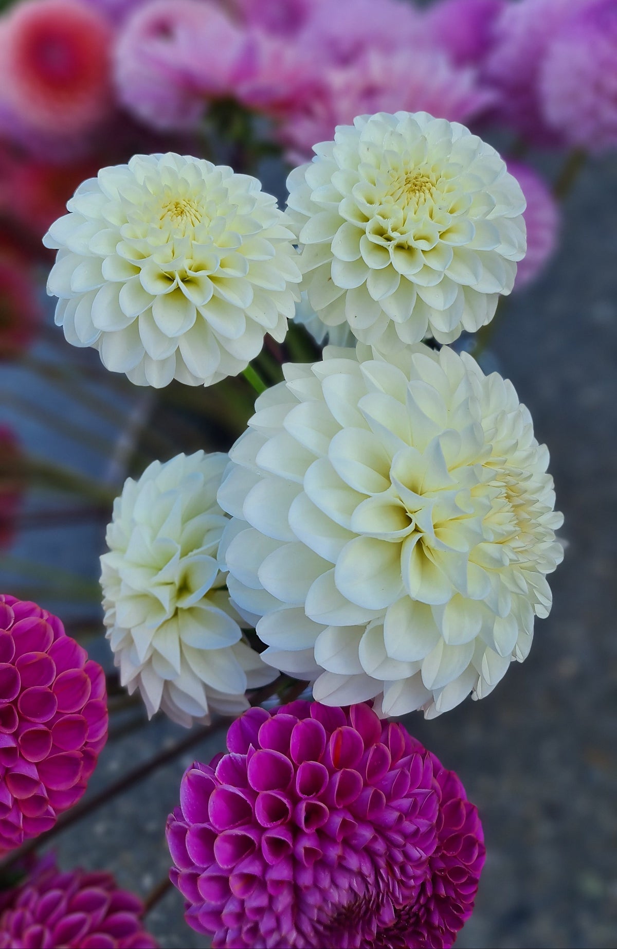 Dahlia: White Aster