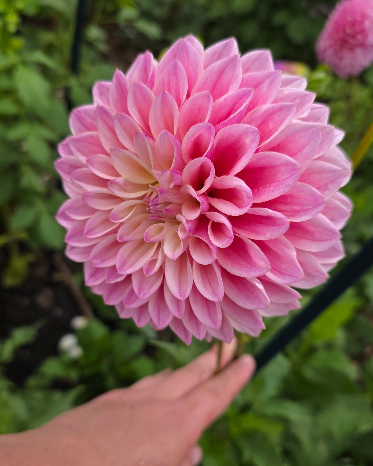 Dahlia: Coralie