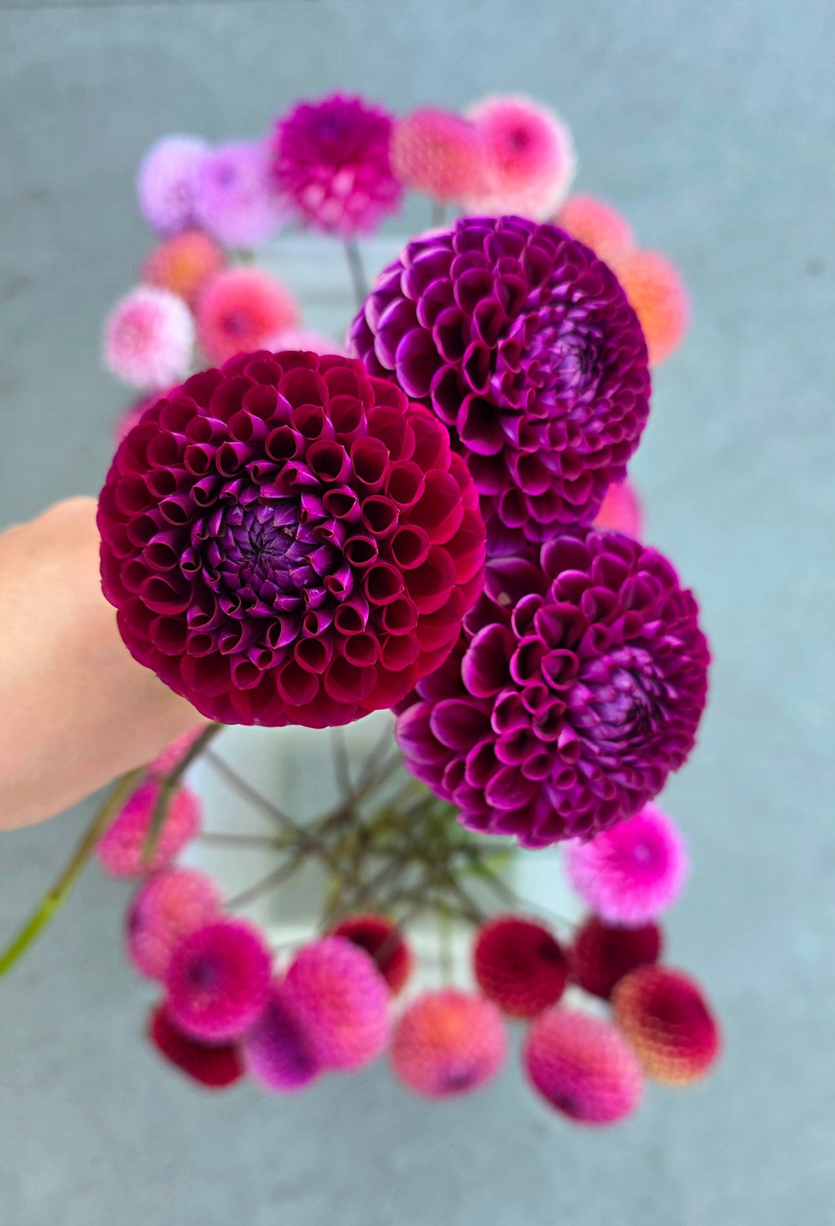 Dahlia: Ivanetti