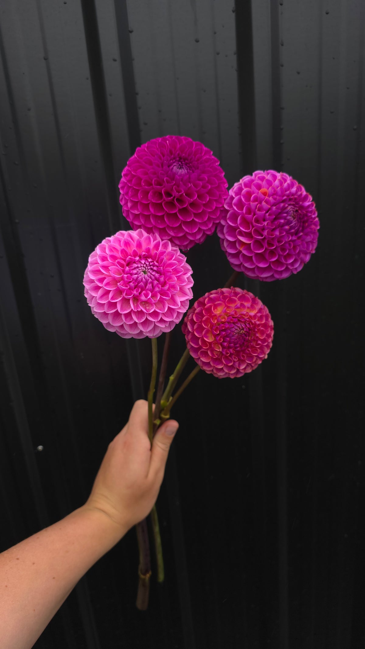 Dahlia: Sweet Fabienne