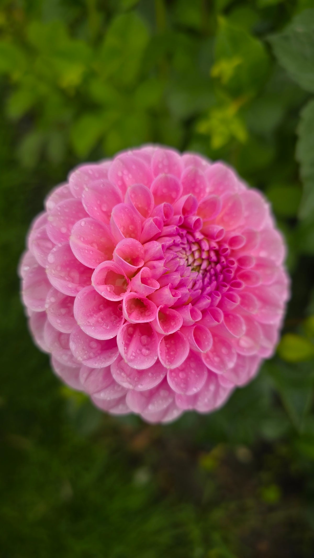 Dahlia: Wizard of Oz