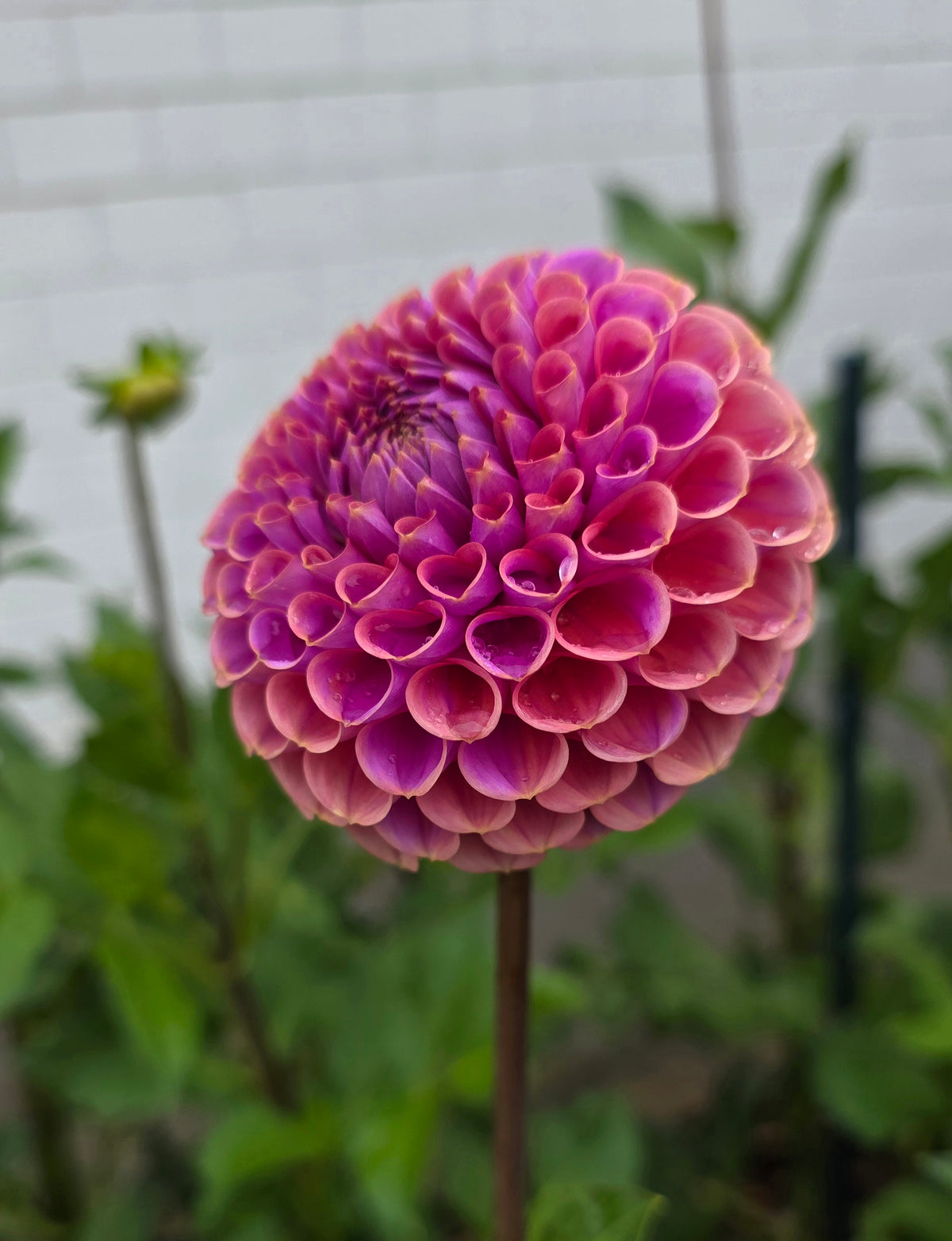Dahlia: Isabel