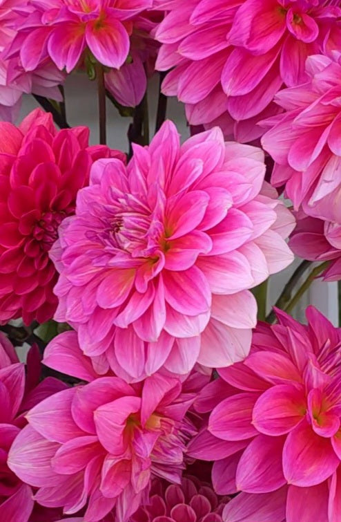 Dahlia: Pink Runner