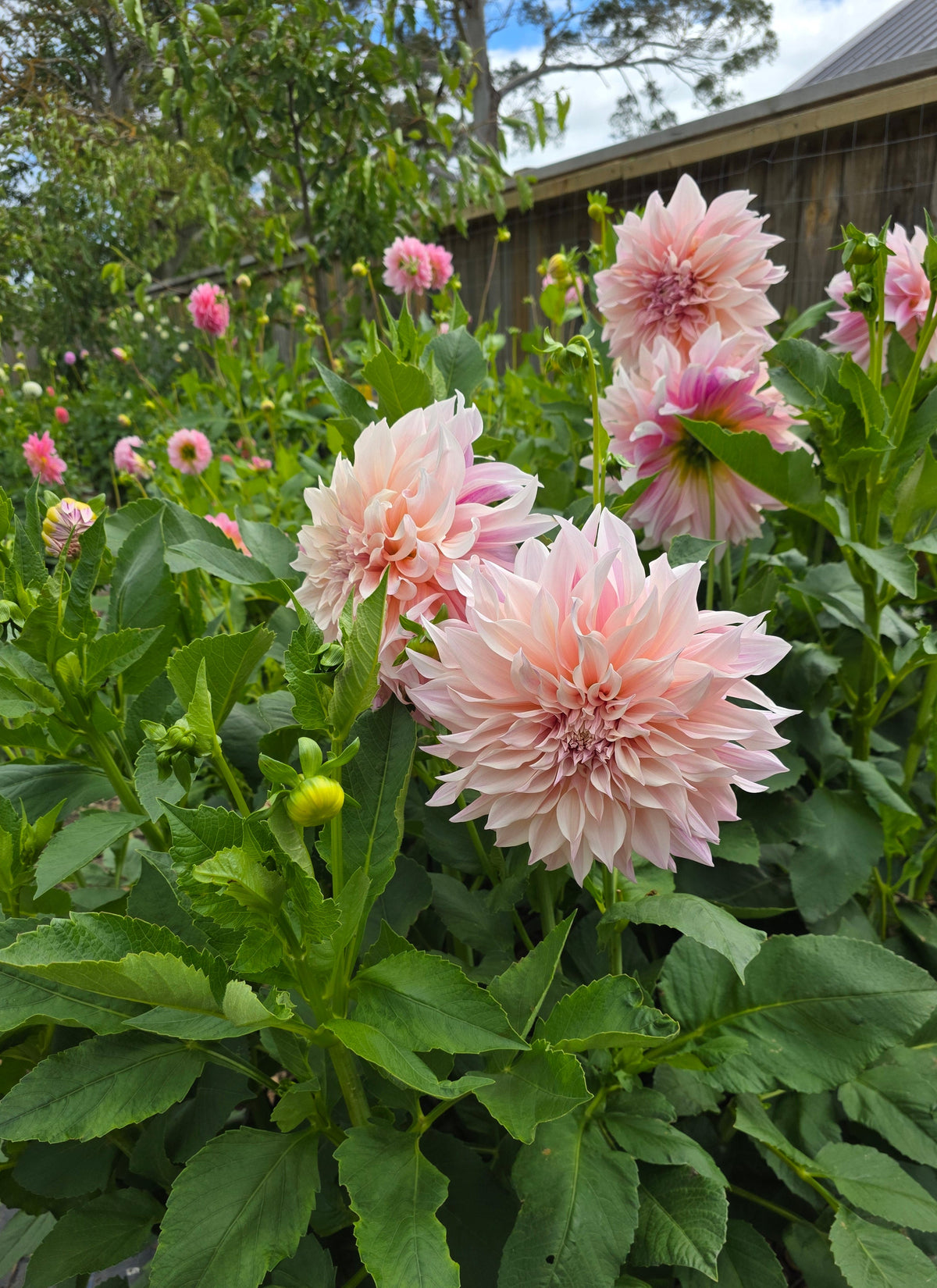 Dahlia: Café au Lait