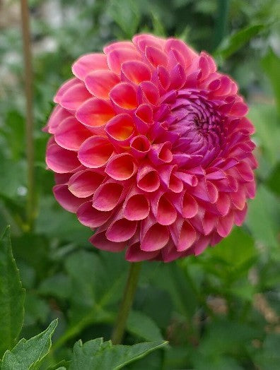 Dahlia: Caitlyn's Joy
