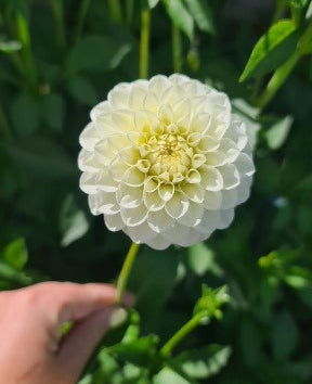 Dahlia: White Aster