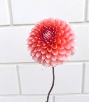 Dahlia: Tangos Carnival (limit 1)