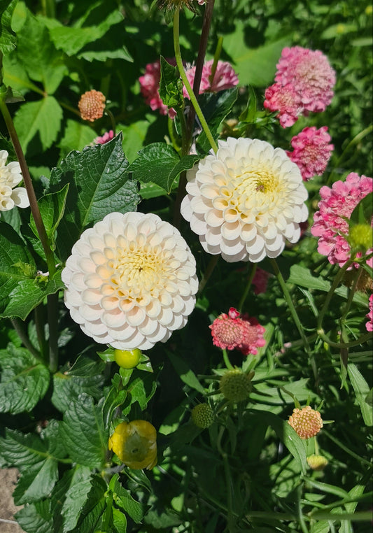 Dahlia: White Wizard