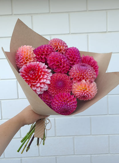 Dahlia: Tangos Carnival (limit 1)