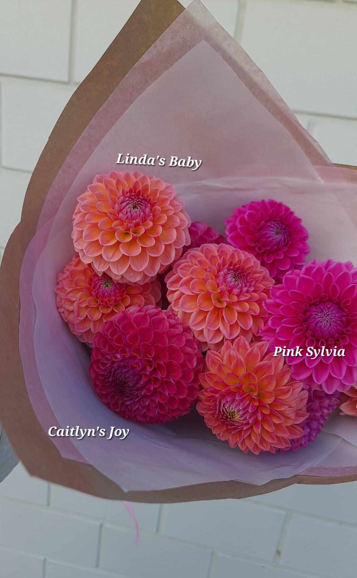 Dahlia: Caitlyn's Joy