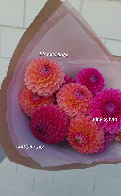 Dahlia: Caitlyn's Joy