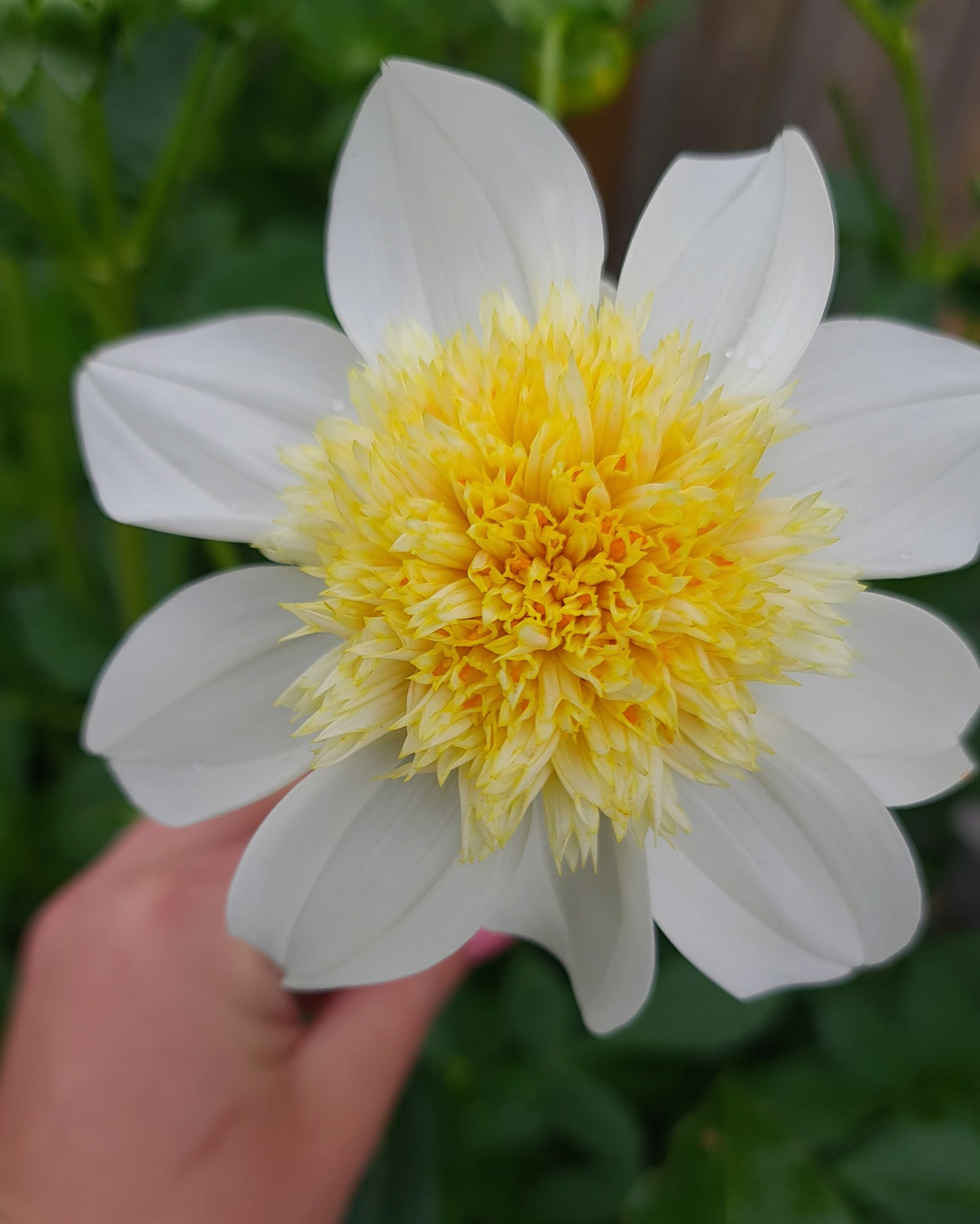 Dahlia: Platinum Blonde