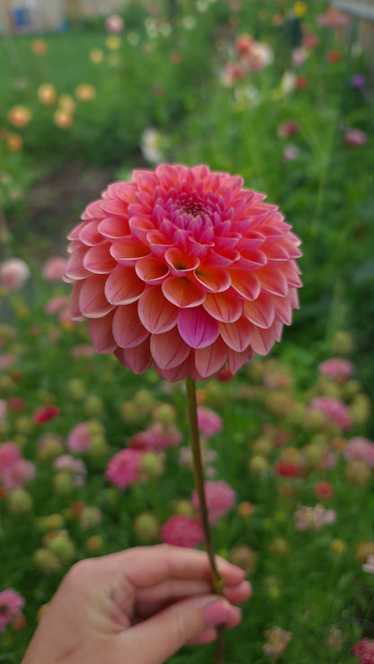 Dahlia: Lindas Baby/Nathalie G (Lucky Dip)