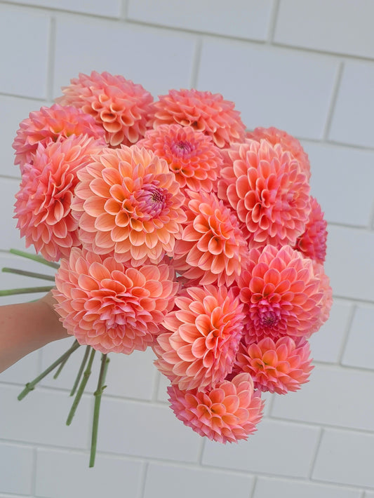 Dahlia: Lindas Baby/Nathalie G (Lucky Dip)