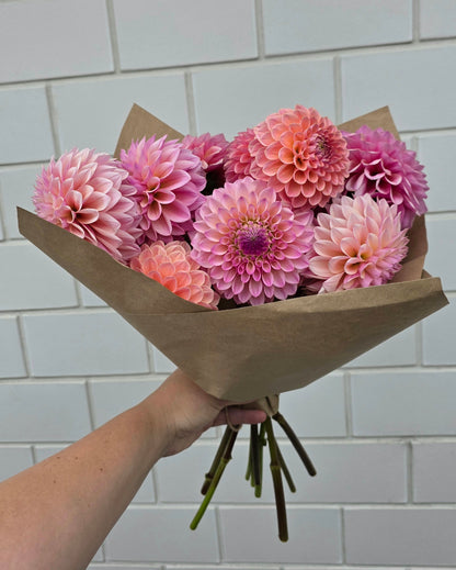 Dahlia: Coralie