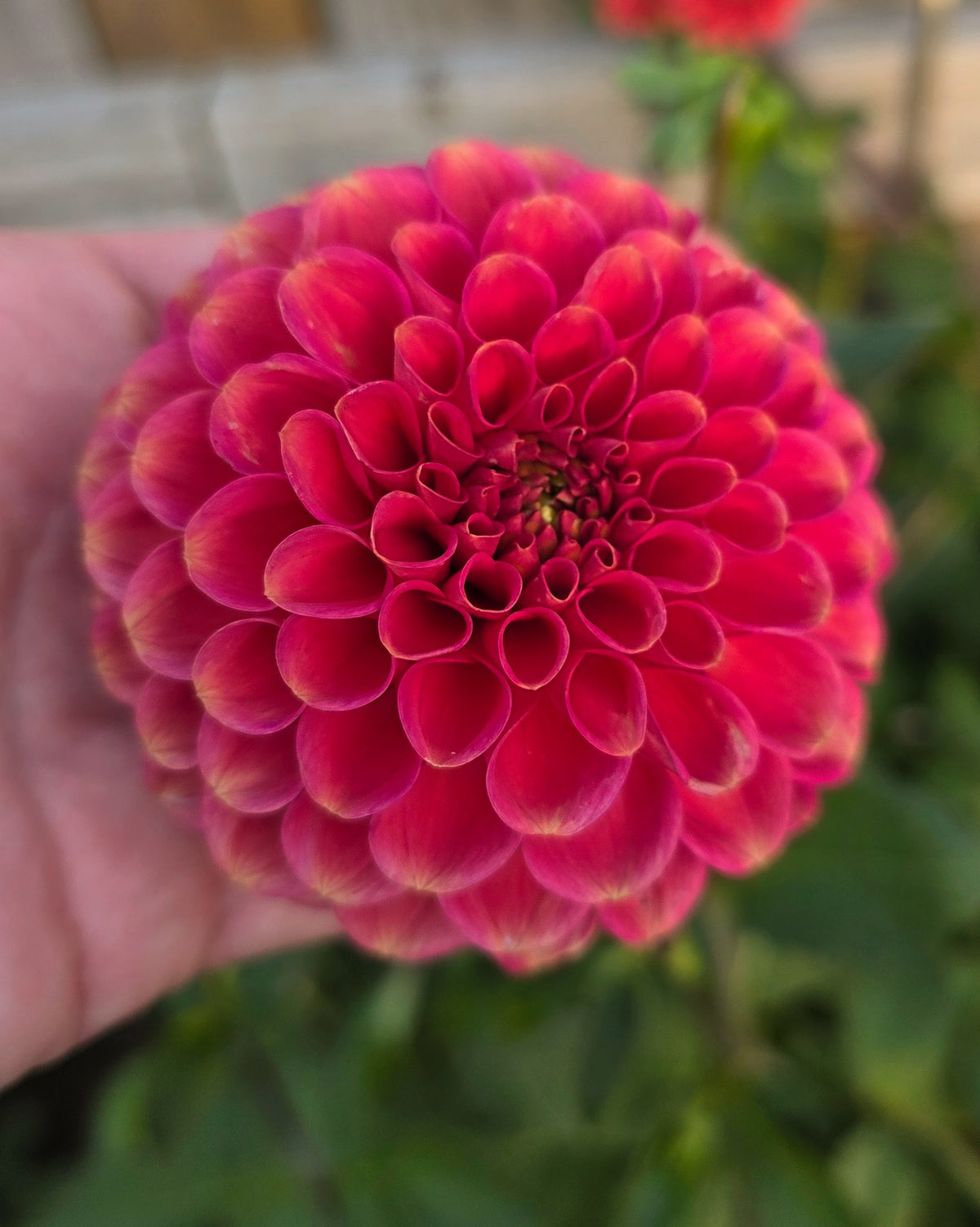 Dahlia: Zundert Mystery Fox (limit 1)