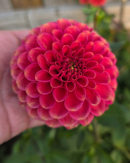 Dahlia: Zundert Mystery Fox (limit 1)
