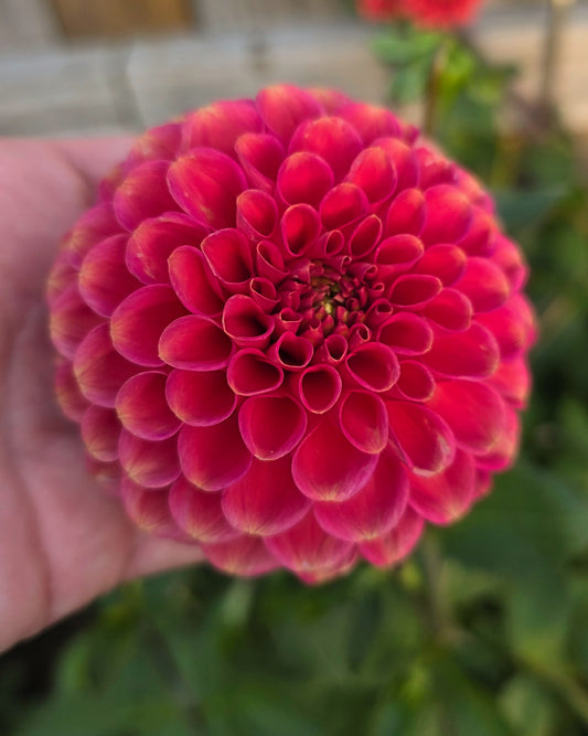 Dahlia: Zundert Mystery Fox (limit 1)