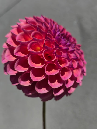 Dahlia: Caitlyn's Joy