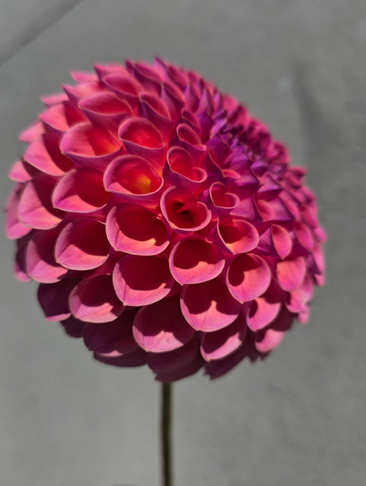 Dahlia: Caitlyn's Joy