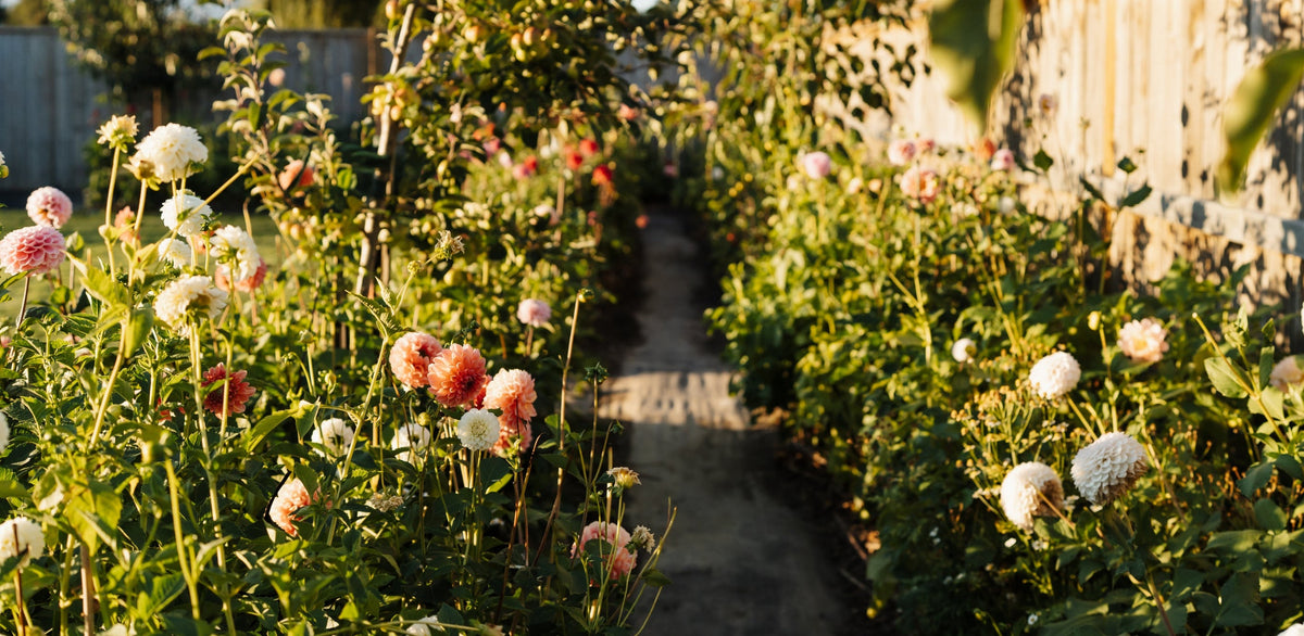 A sunlit garden path lined with premium dahlia cut flowers in pink, peach and white — specialist dahlia growing for florists in Marlborough, New Zealand