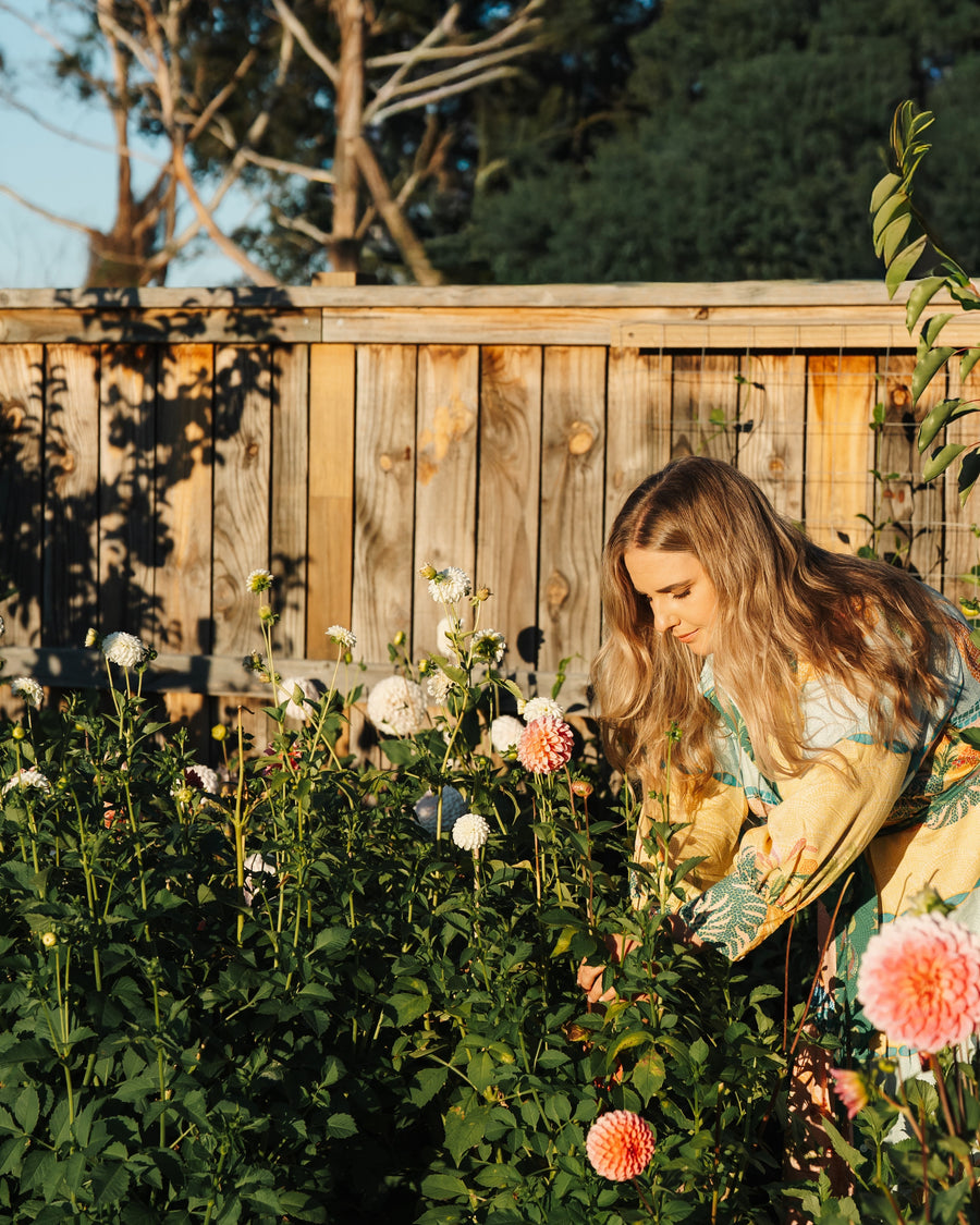 Young Wild Flower founder (Jodie Young) tending to premium dahlia cut flowers in her Marlborough garden, specialising in dahlia growing for florists and specialty orders for customers. Wholesale, Dahlia, Tuber Sales