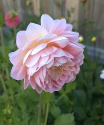 Dahlia: Rosemary Webb (limit 1)
