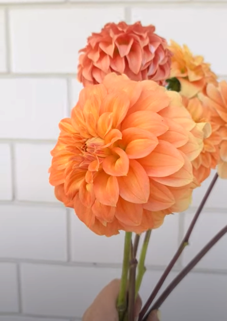 Dahlia: Brackin Palomino