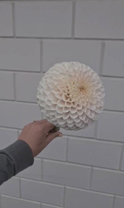 Dahlia: Pink Pearl
