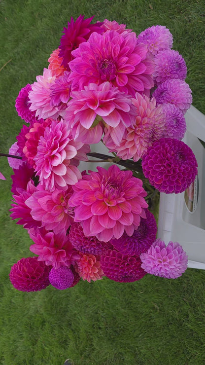 Dahlia: Cameo Peach