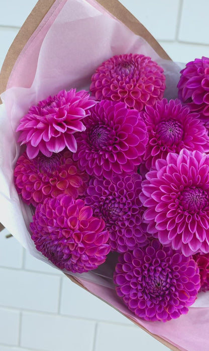 Dahlia: Pink Sylvia