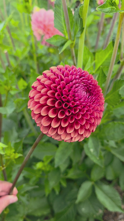 Dahlia: Copper Boy