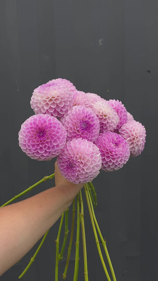 Dahlia: Megan Dean (limit 1)