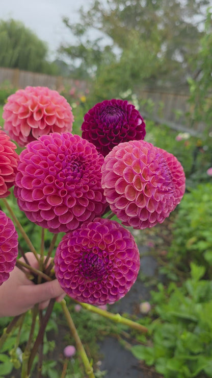 Dahlia: Jowie Winnie (limit 1)
