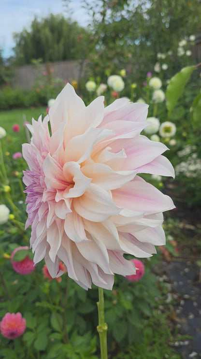 Dahlia: Café au Lait