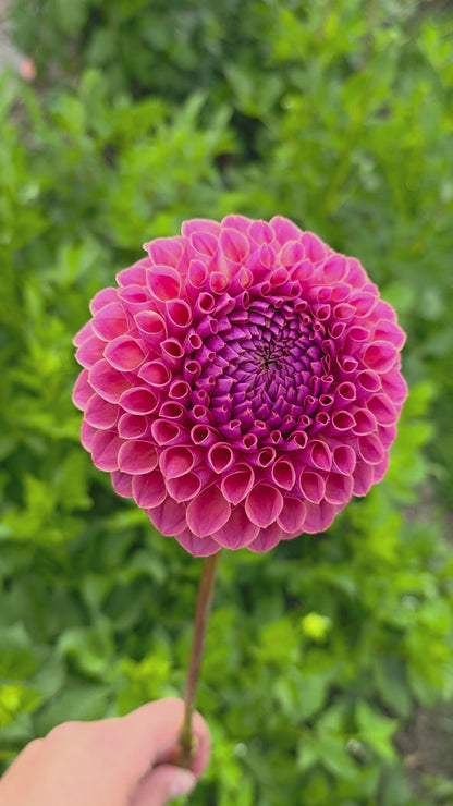 Dahlia: Jowie Winnie (limit 1)
