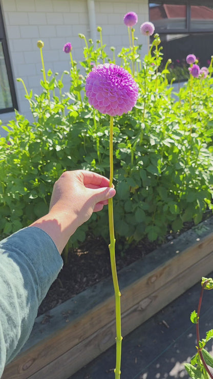 Dahlia: Megan Dean (limit 1)