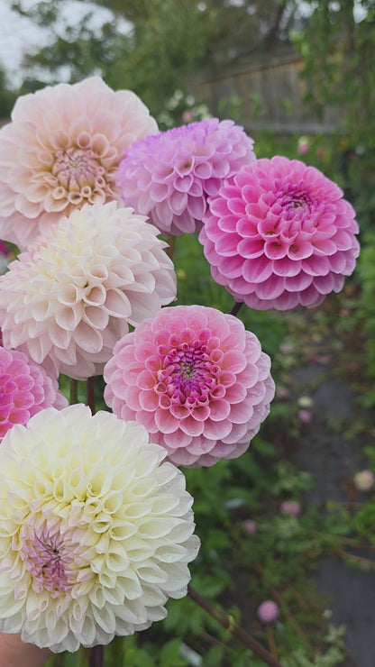 Dahlia: Pink Pearl
