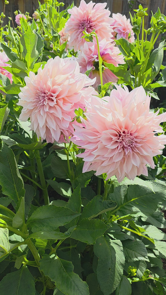 Dahlia: Café au Lait
