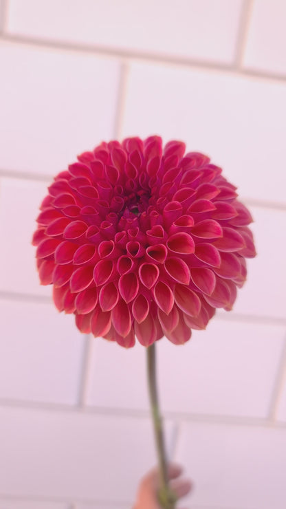 Dahlia: Snoho Jojo