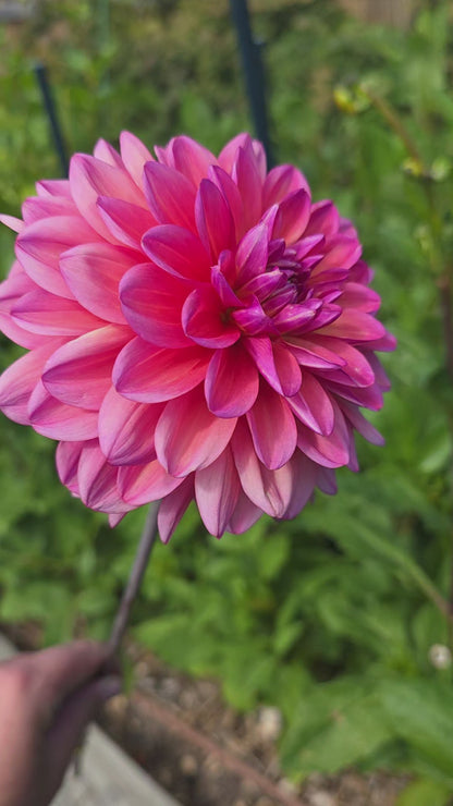 Dahlia: Great Silence