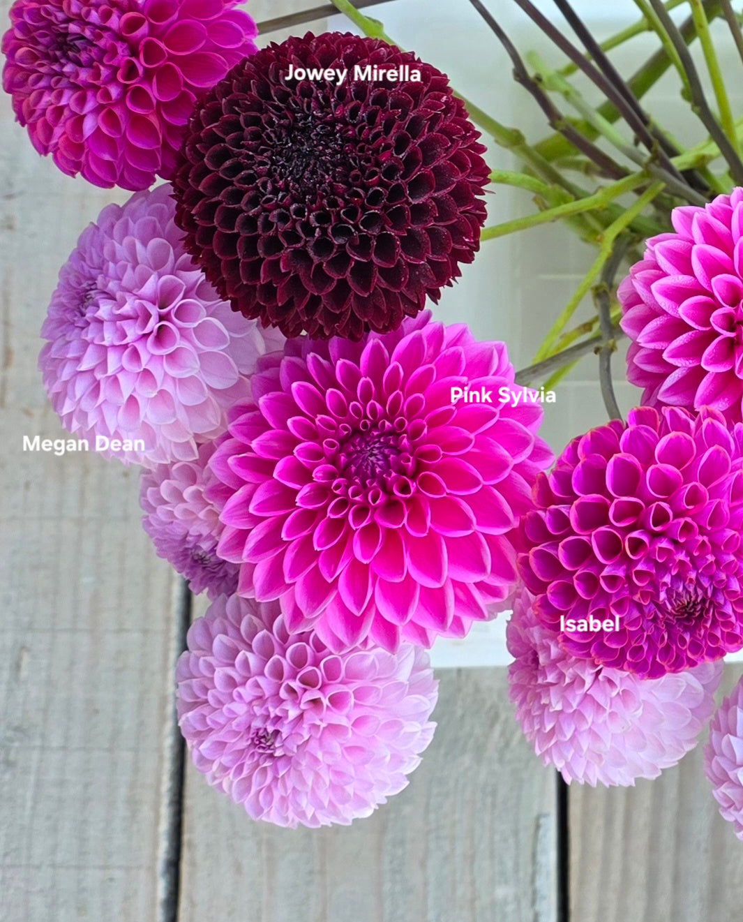 A close-up of several dahlia flowers in pink, magenta, and deep burgundy tones, with some pale pink blooms and visible stems against a light weathered wood background. White text labels identify the varieties: Jowey Mirellia, Megan Dean, Pink Sylvia, and Isabel.