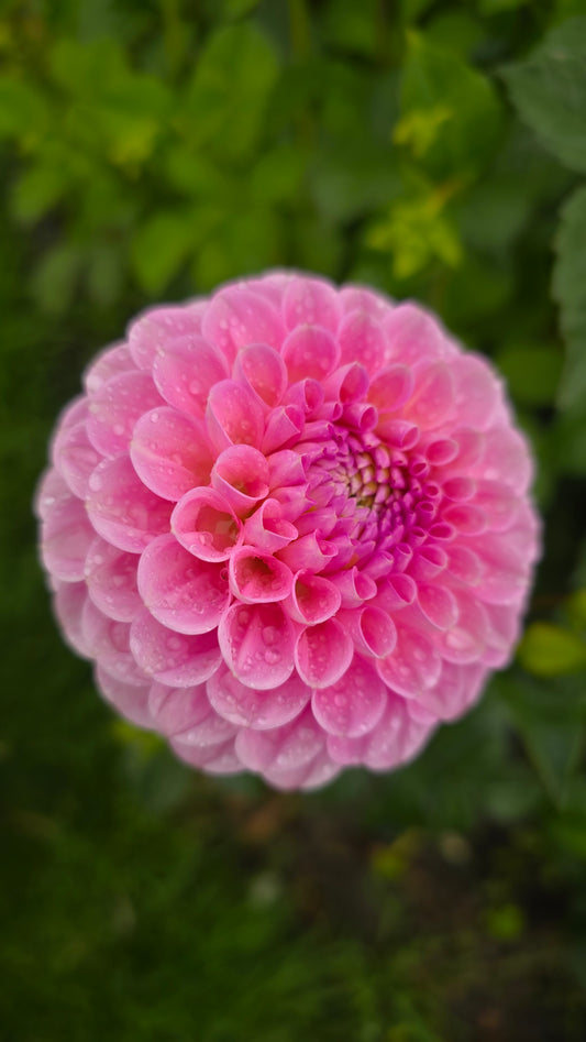 Dahlia: Wizard of Oz