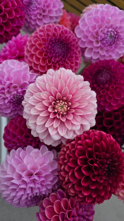 Dahlia: Strawberry Cream