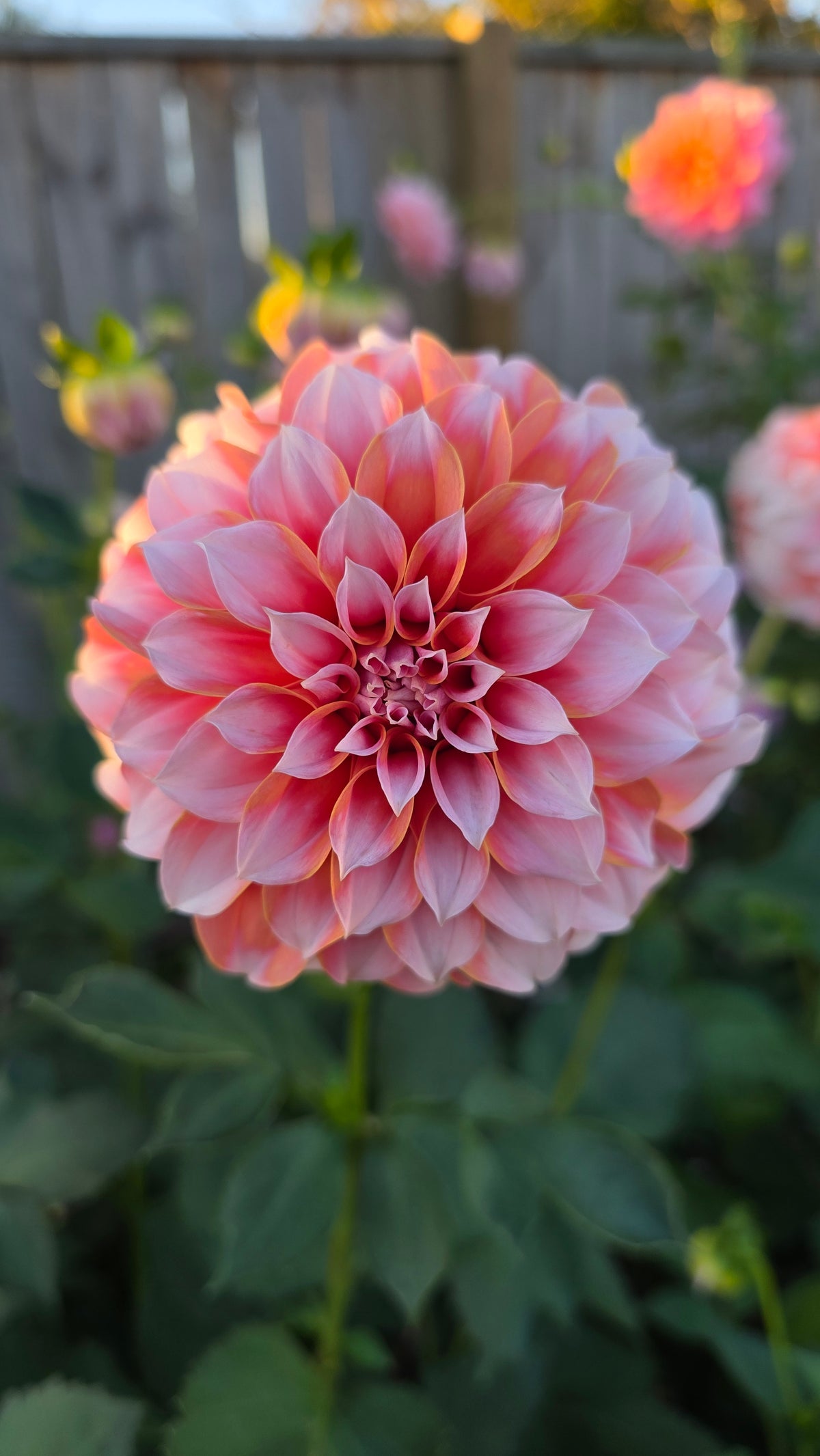 Dahlia: Peaches n Cream