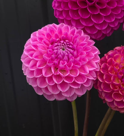 Dahlia: Sweet Fabienne