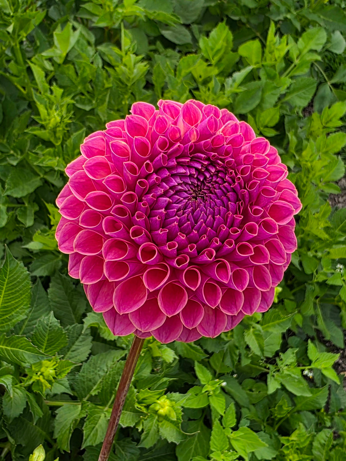 Dahlia: Jowie Winnie (limit 1)