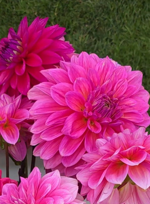 Dahlia: Cameo Peach