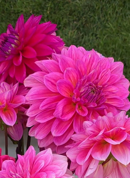 Dahlia: Cameo Peach